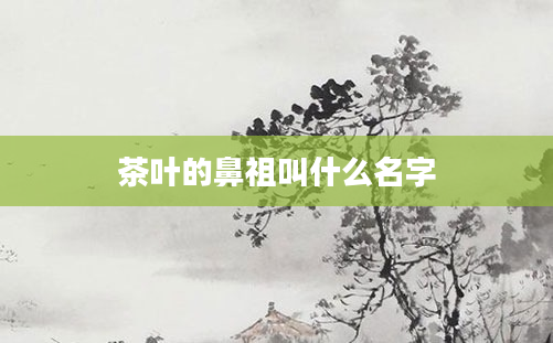 茶叶的鼻祖叫什么名字