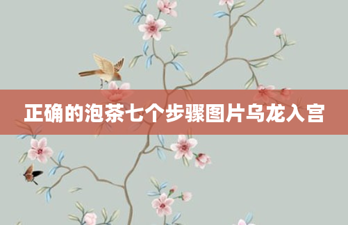 正确的泡茶七个步骤图片乌龙入宫